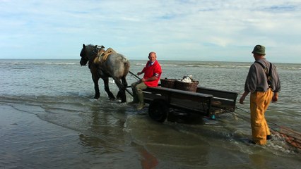 La pêche aux crevettes à cheval à Oostduinkerke 56