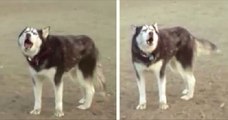 L’Husky non vuole lasciare il parco giochi: Il suo capriccio è divertentissimo