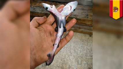 Two-headed sharks are surfacing all over the world, and scientists aren’t sure why