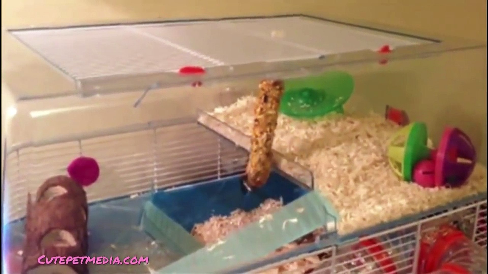 ⁣ANIMAL FAILS ?? FUNNY PET Fails Compilation [Funny Pets]