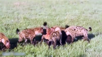 Amazing Predators Fight Big Battle Animals Real Fight Gorilla, Bear, Lion HD
