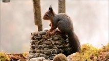 Red squirrels and the wishing well
