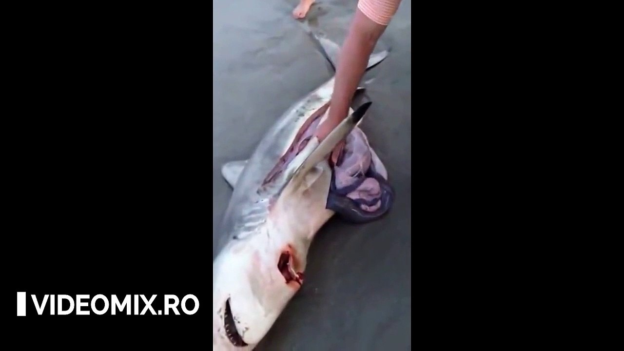 Au găsit un rechin mort pe plajă și i-au tăiat burta. Ce se afla înăuntru i-a lăsat mască pe toți!