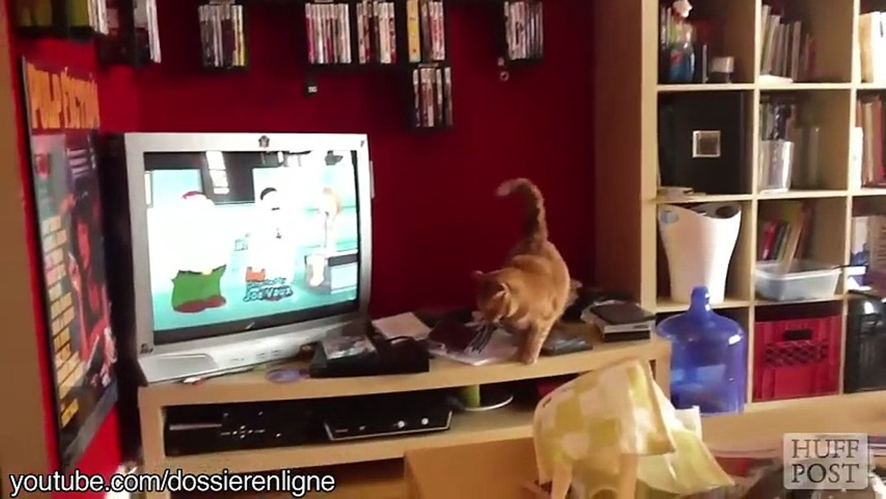 These Cats Can't Jump for Sh_t