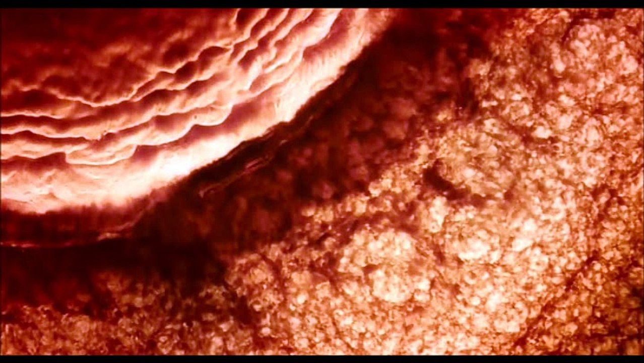 Cinéma étrange et bizarre, de Ygor Parizel IV