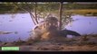 Top 10 Crocodile Attack Gnu, Wild Boar, Tiger, Lion vs Crocodile Real Fight | Wild Animal TV