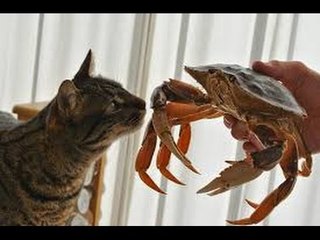 Animal world is the best comedy that make us laugh - Funny animal compilation