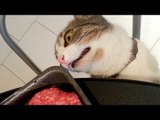 Only cats can make us laugh all the time - Funny cat compilation