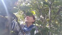 Crónicas desde el tractor (I): época de manzanas