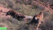 Lion vs Tiger to Death, Lion vs Buffalo Real Fight# Most Amazing Wild Animal Attacks| Wild