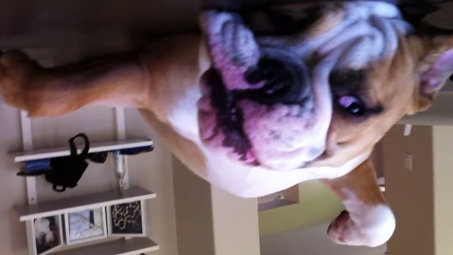 Hurley, the English Bulldog puppy, laying on his back upside down 8 months old