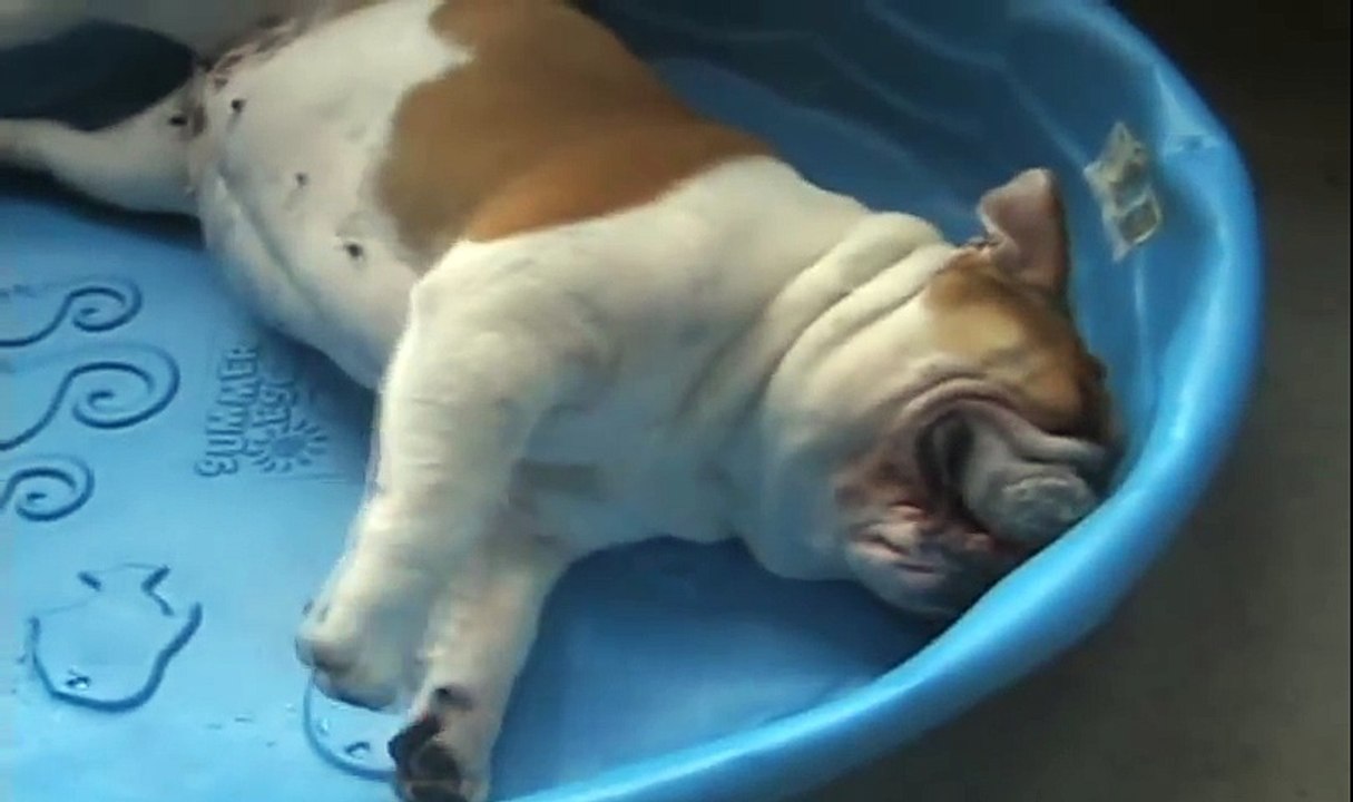 NEED A BATH! Where s the water Luna english bulldog puppy