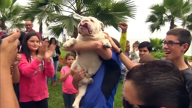Otto the skateboarding bulldog - Guinness World Records