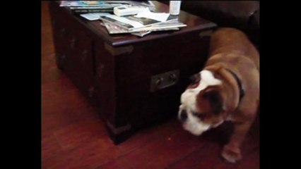 perpetual motion bulldog can t be stopped