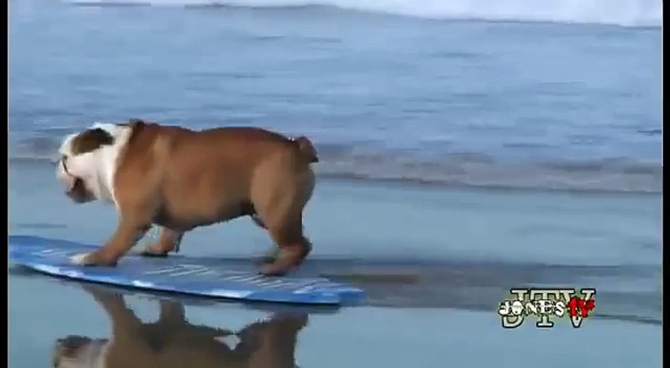 Perro skate bulldog surf