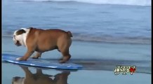 Perro skate bulldog surf