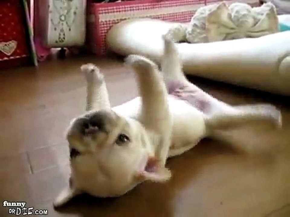 poor French Bulldog Can t Roll Over