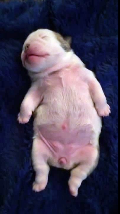 Precious Bulldog puppy dreaming