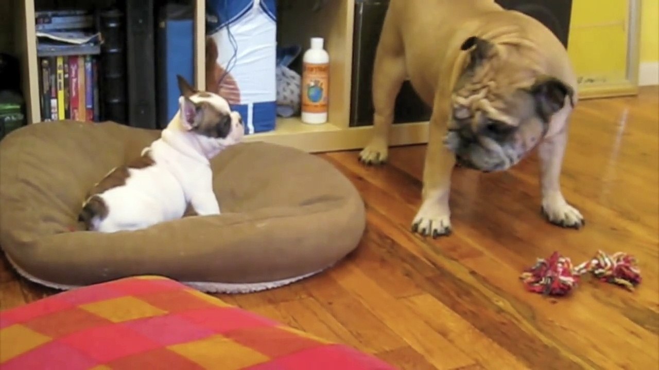 Puffy Pooferson the French Bulldog Puppy, 11 weeks old, and Rocky the English Bulldog