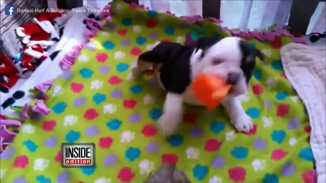 Rescued English Bulldog Born with Half a Body Will Melt Your Heart