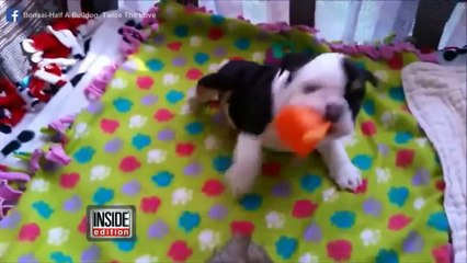 Rescued English Bulldog Born with Half a Body Will Melt Your Heart