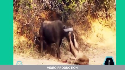 Cobra vs Lion vs Buffalo vs Tiger