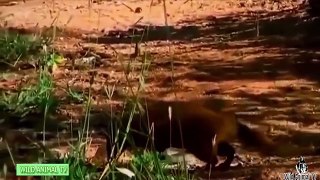 King Cobra vs Eagle, Squirrel, Mongoose & Bear Real Fight # Most Amazing Wild Animal Attac