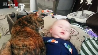 Best Of Cats And Dogs Protecting Babies 2016 -- NEW HD