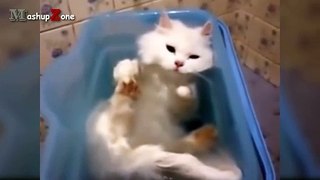 Best Of Funny Cats In Water Compilation 2016 -- NEW HD - YouTube