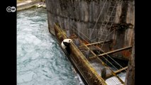 Panda é salvo depois de três horas preso em hidrelétrica