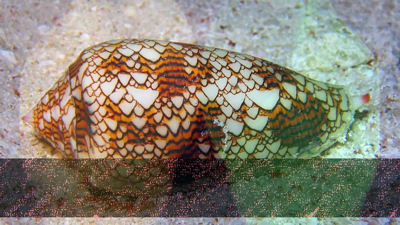 The Worlds 7 Most Amazing Snails