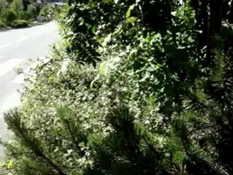 NOUVELLE PORSCHE PANAMERA ( PROTOTYPE) images volées