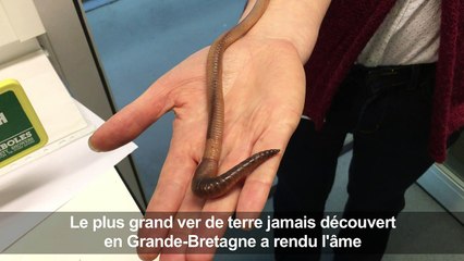 Le plus grand ver de terre anglais a rendu l'âme