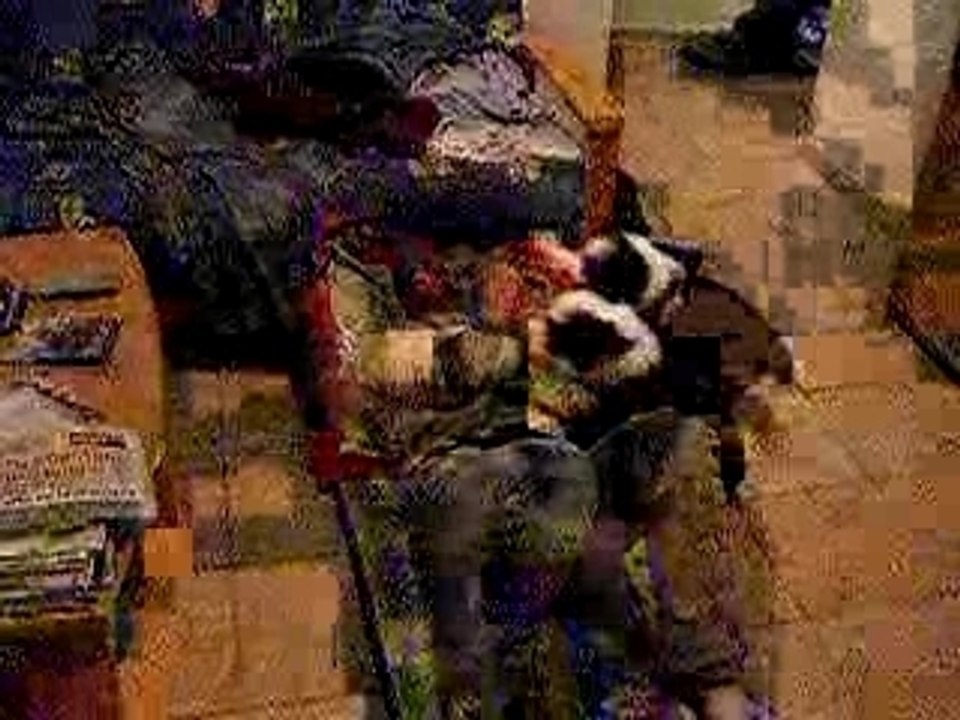 l'attaque des chiots