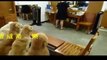 Top 5 Discipline Dogs Videos Compilation 2015 - YouTube