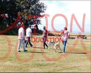 Amicale canine des hautes falaises