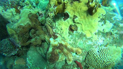 Sony Action Cam - Guadeloupe janvier 2016