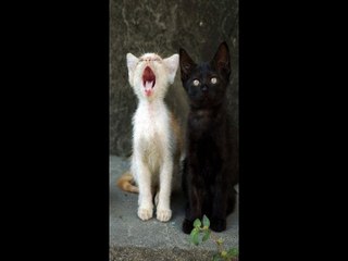 Cristián Sandre - Koshka (Cat) (Piano Piece) - (DEMO)