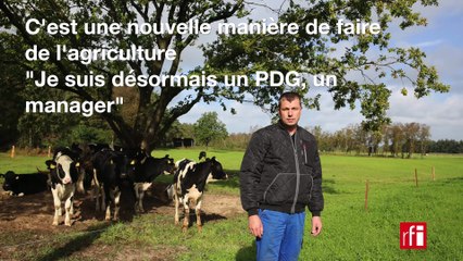 Les vaches danoises se convertissent au bio