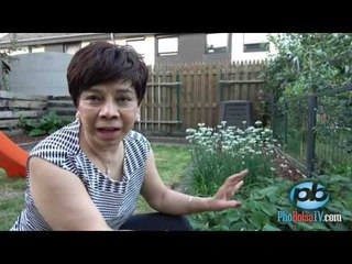 Mùi vị quê hương trong vườn rau Việt ở miền Tây nước Đức