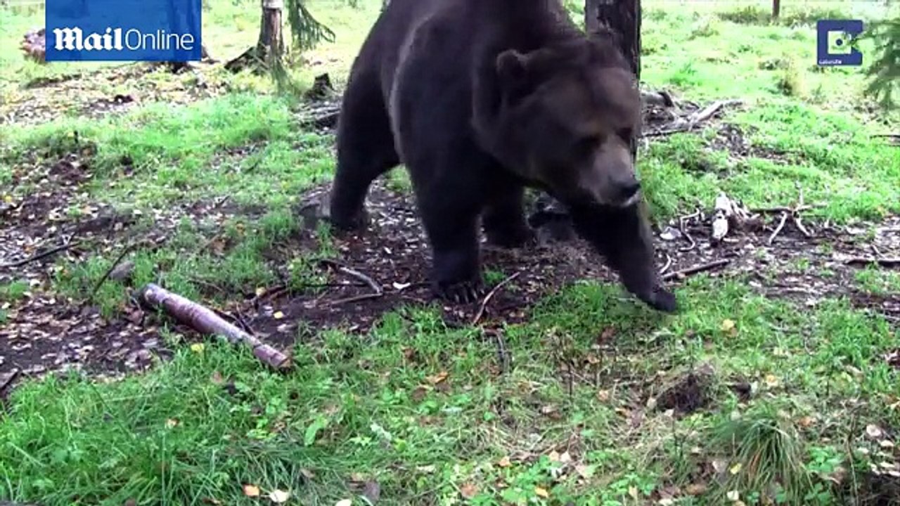 Giant Bear Create Impressive Artwork