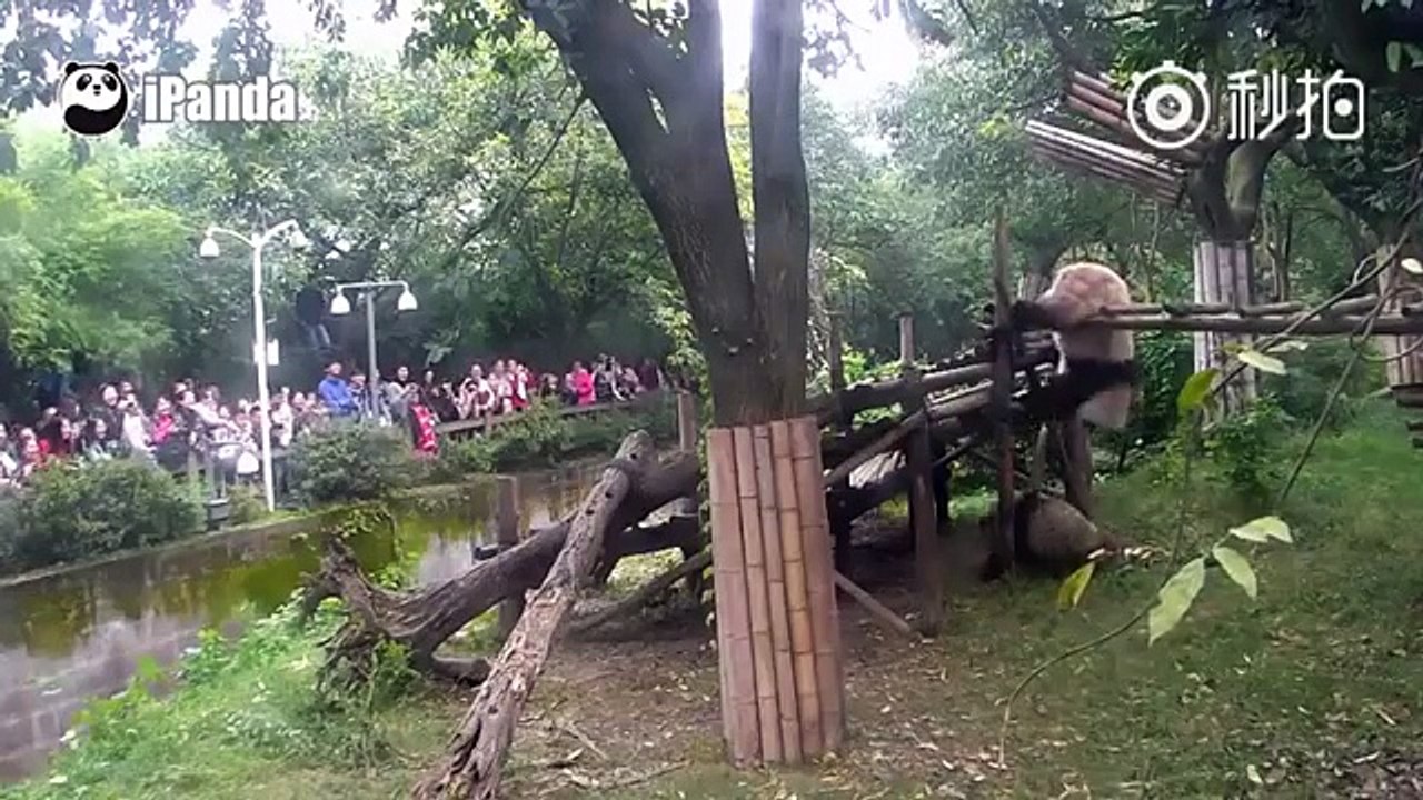 Adorable Boxing Match Between Three Panda