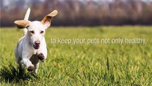 Keeping Your Pet Healthy And Happy