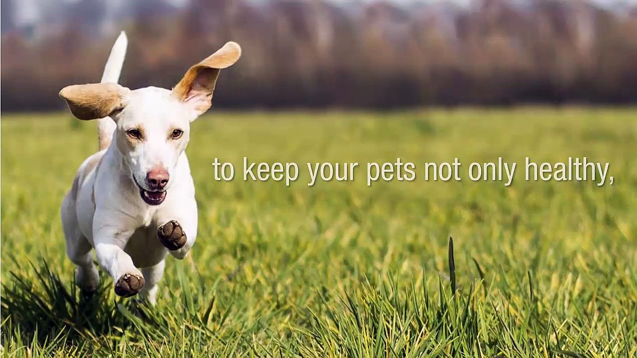 Keeping Your Pet Healthy And Happy