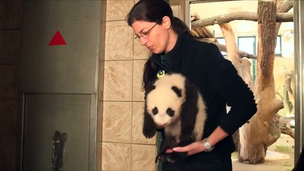 Baby panda twins named by Vienna public