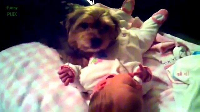 офигеть как собаки защищают детей