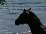 Schwimmendes Pferd