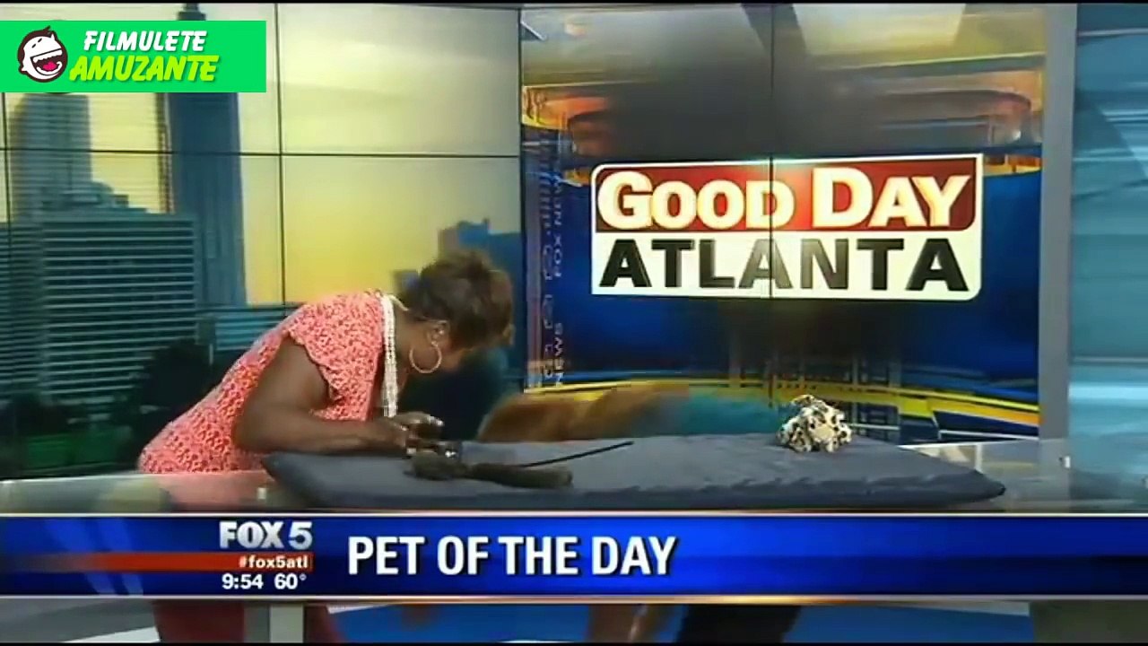 ▼FAZE TARI cu filmulete haioase - MORI DE RAS 2016 ★Clipuri amuzante si faze comice★