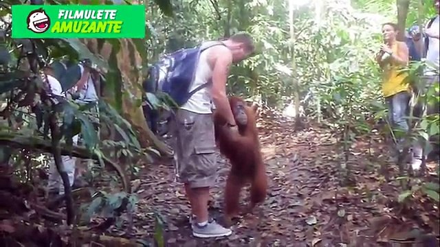 ▼FILMULETE HAIOASE - CLIPURI HAIOASE CU ANIMALE ★2016★