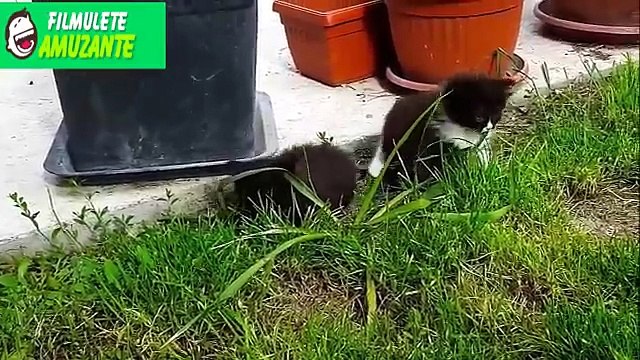 ▼FILMULETE AMUZANTE cu PISICI - FAZE TARI CU PISICI si PISICI HAIOASE